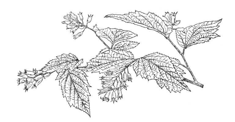 Neillia sinensis