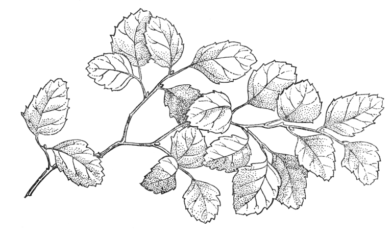 Nothofagus fusca