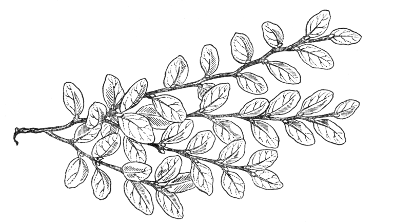 Nothofagus solandri
