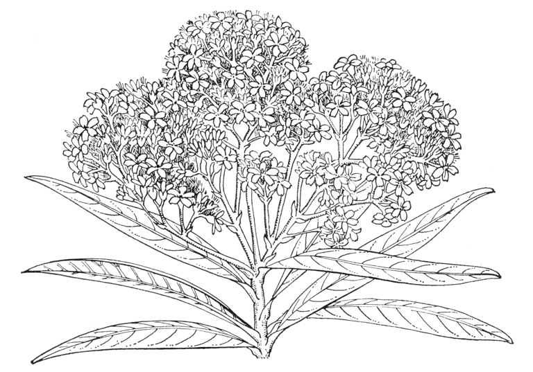Olearia lacunosa