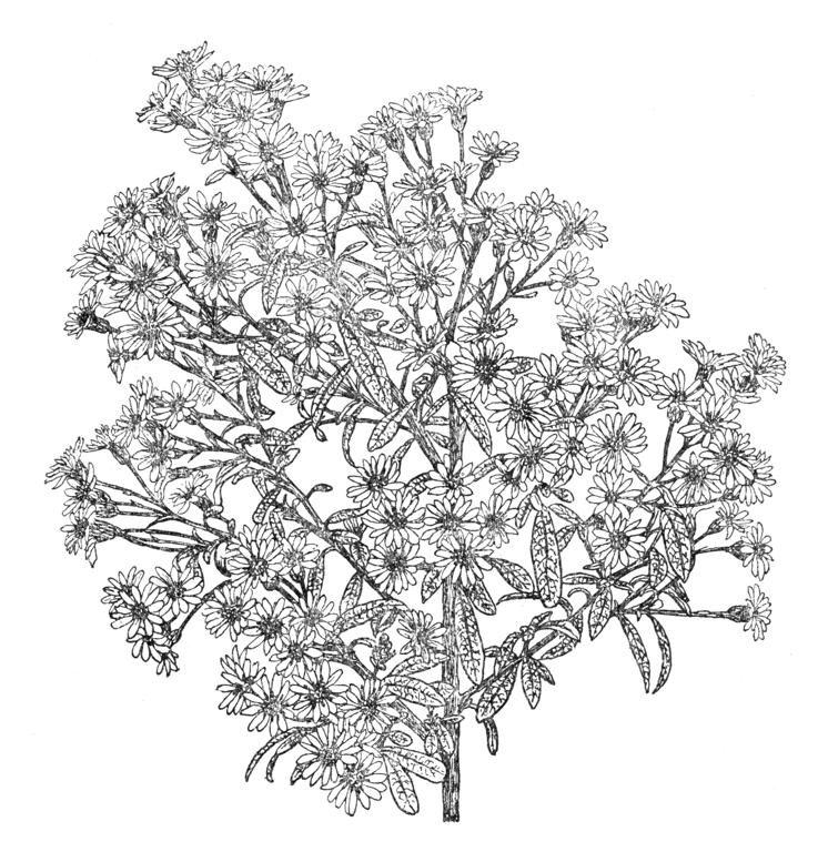 Olearia phlogopappa