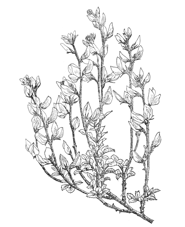 Ononis aragonensis