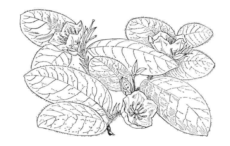 Orphanidesia gaultherioides