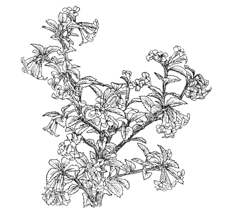 Osmanthus delavayi