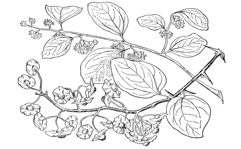 Paliurus spina-christi