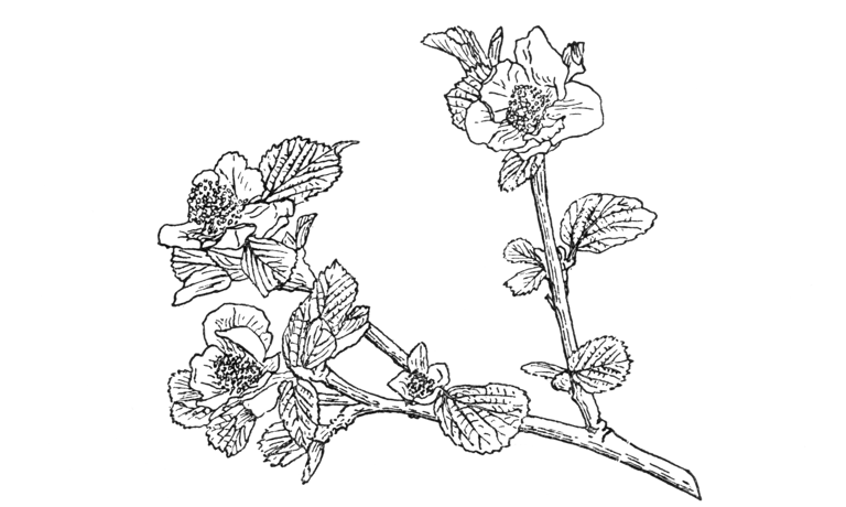 Parrotiopsis jacquemontiana