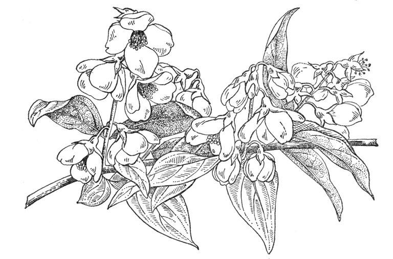 Philadelphus delavayi