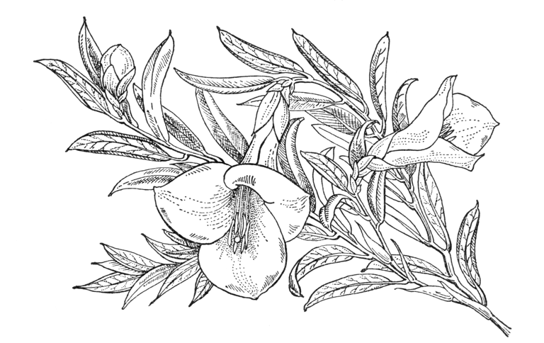 Philesia magellanica