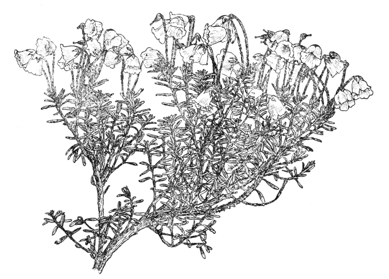 Phyllodoce nipponica