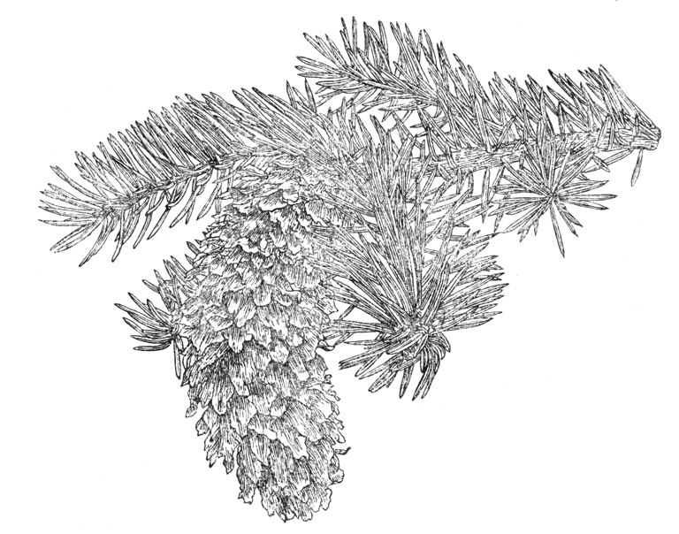 Picea pungens