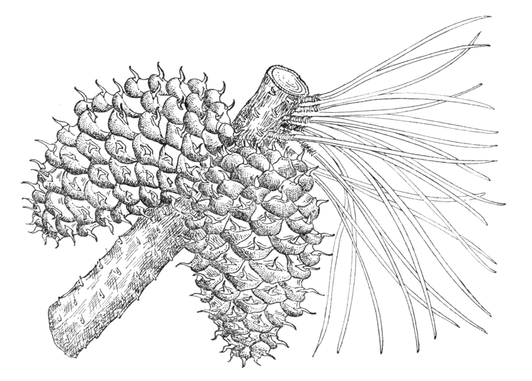 Pinus muricata