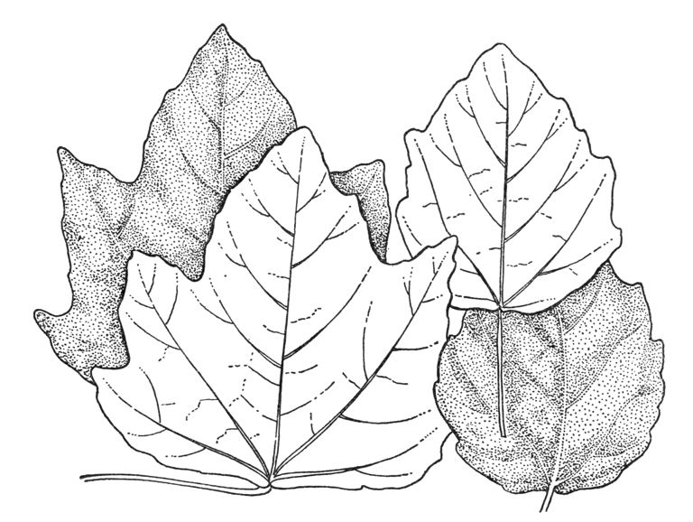 Populus alba