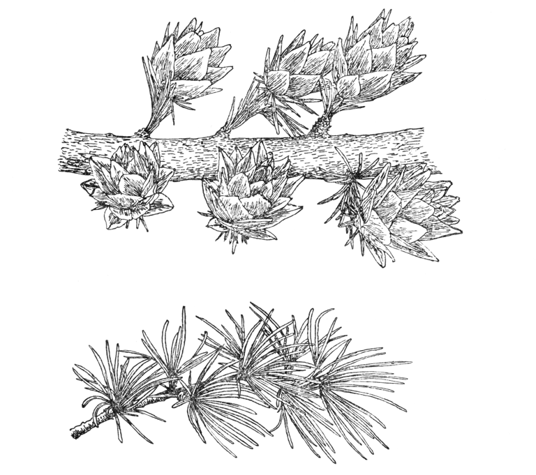 Pseudolarix amabilis