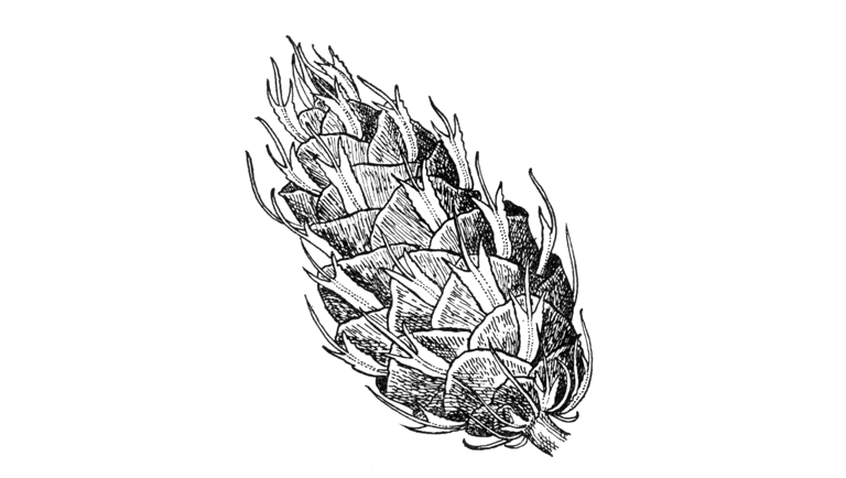 Pseudotsuga menziesii