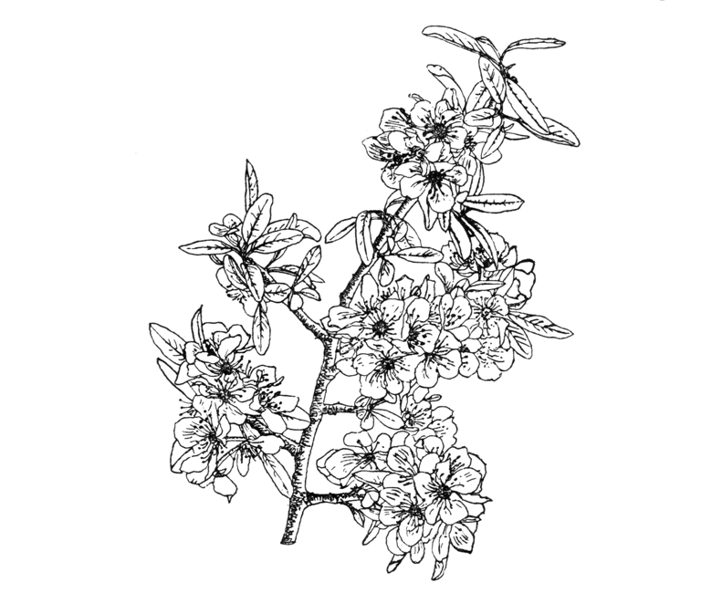 Pyrus amygdaliformis