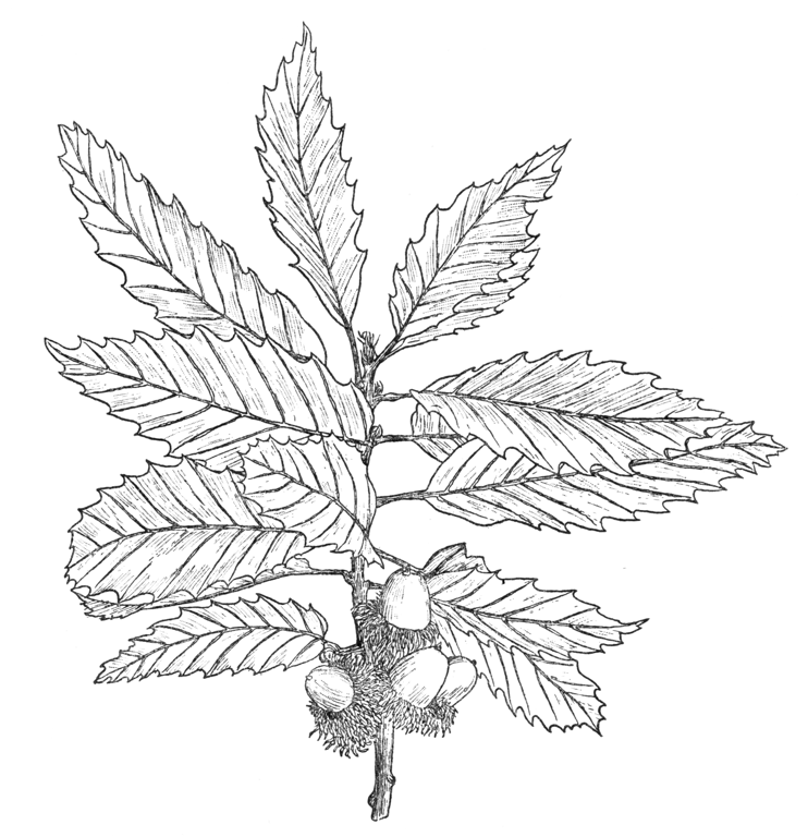 Quercus castaneifolia