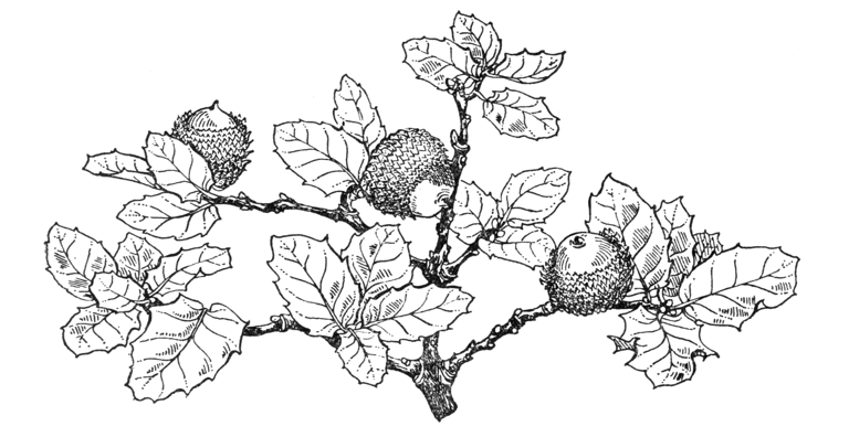 Quercus coccifera