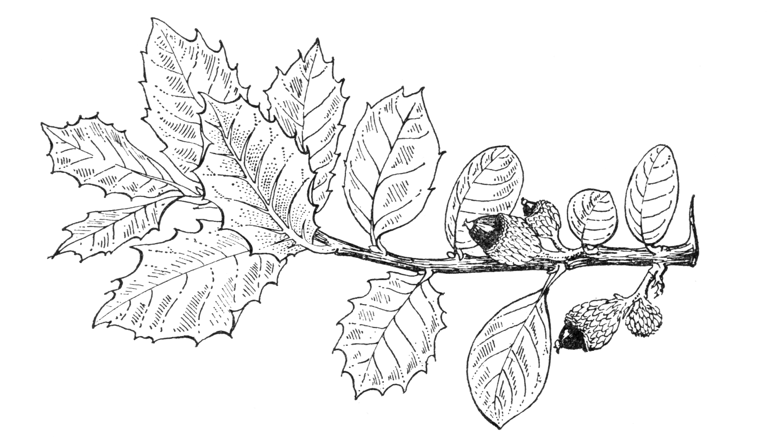 Quercus ilicifolia