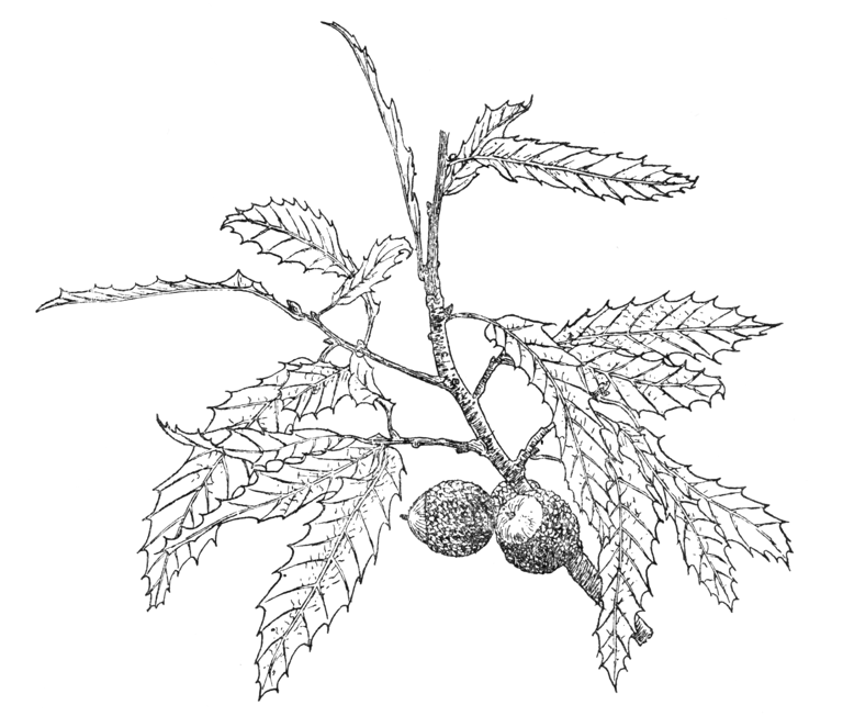 Quercus libani