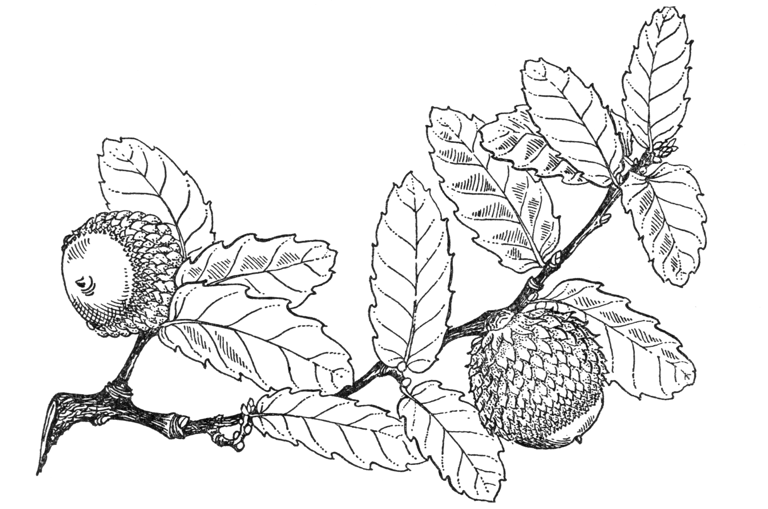 Quercus trojana