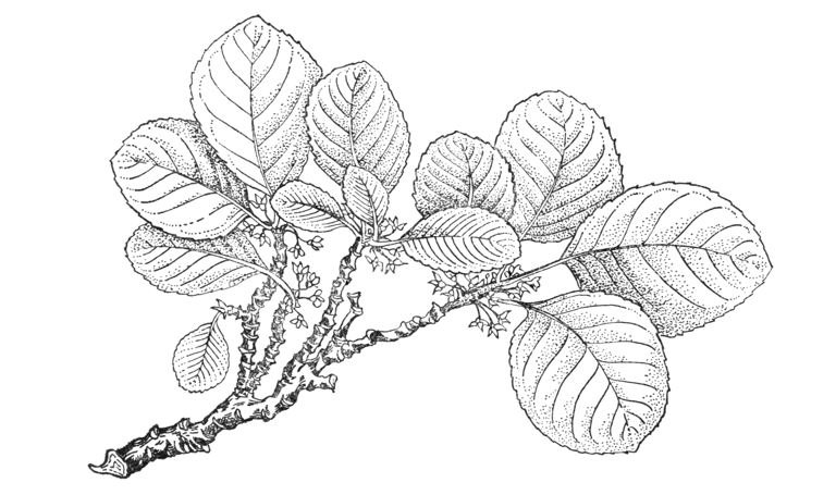 Rhamnus pumila