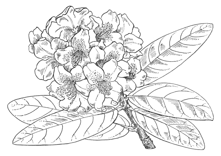 Rhododendron brachycarpum