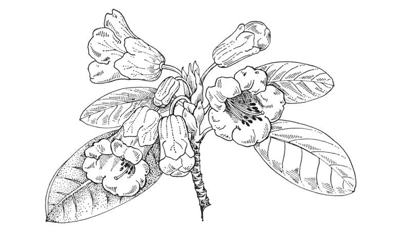 Rhododendron dichroanthum