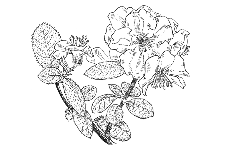 Rhododendron leucaspis