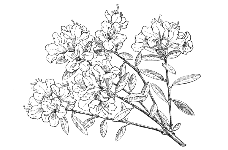 Rhododendron scintillans