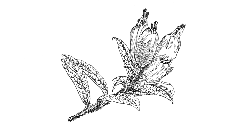 Rhododendron spinuliferum