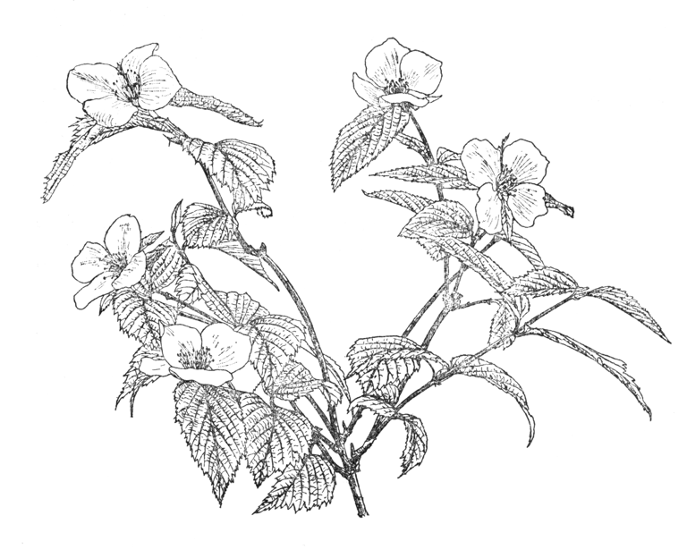 Rhodotypos scandens