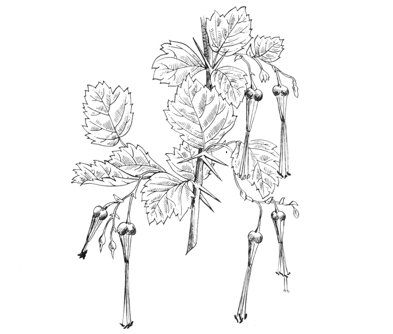 Ribes speciosum