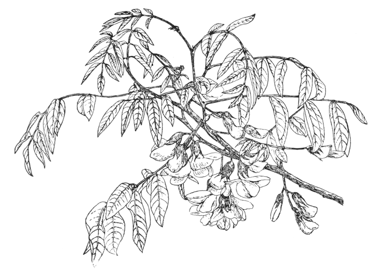 Robinia kelseyi