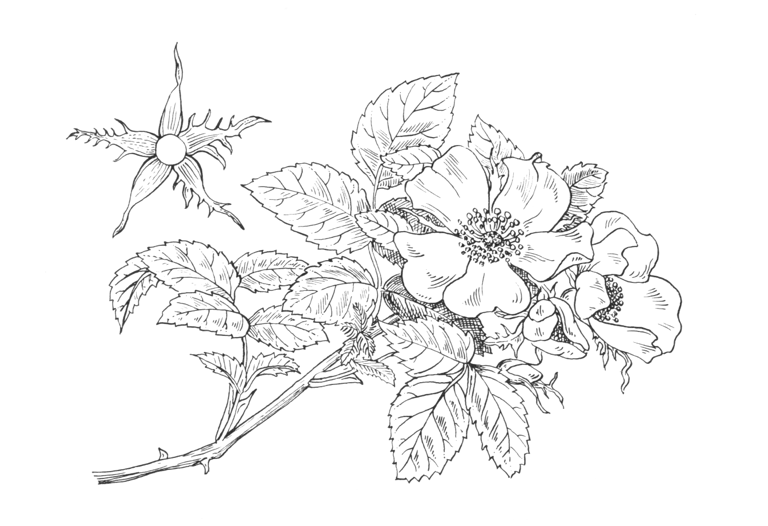 Rosa canina