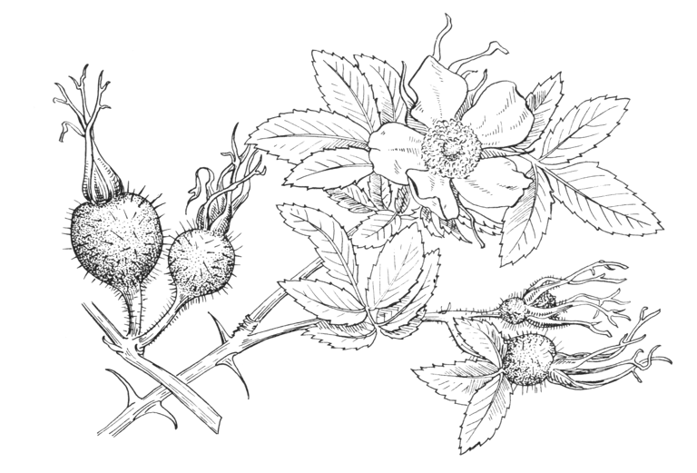 Rosa villosa