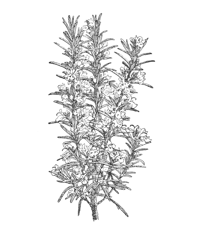 Rosmarinus officinalis