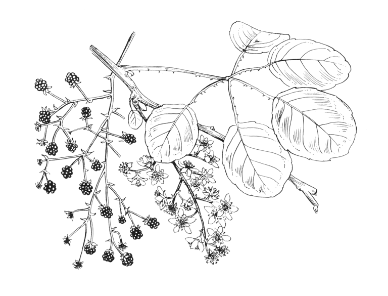Rubus cissoides