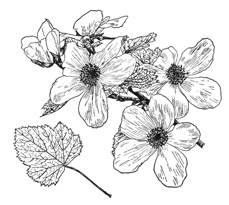 Rubus deliciosus