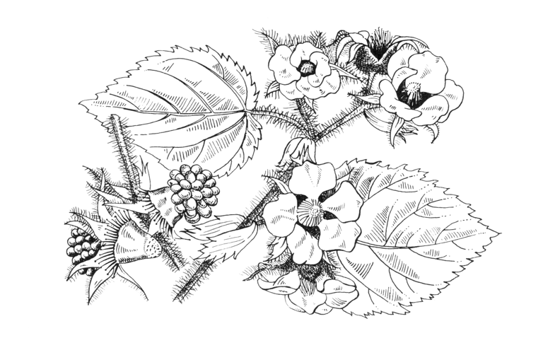 Rubus tricolor