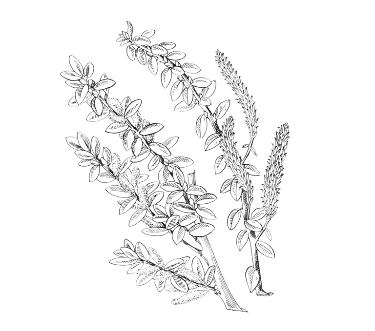 Salix bockii