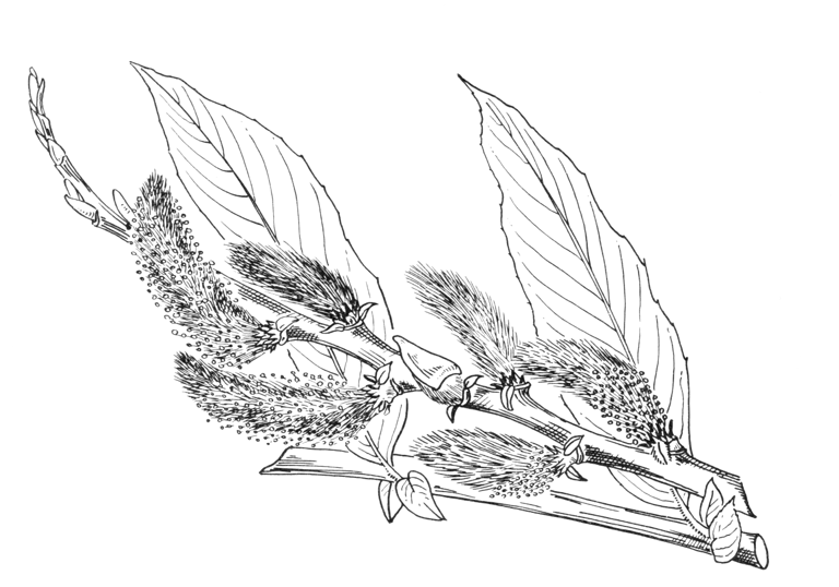 Salix gracilistyla