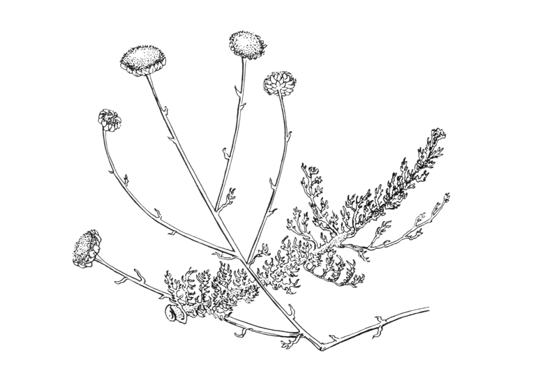 Santolina rosmarinifolia