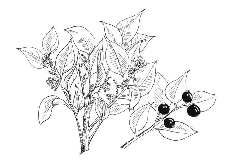 Sarcococca ruscifolia