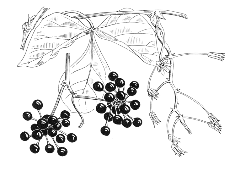 Sargentodoxa cuneata