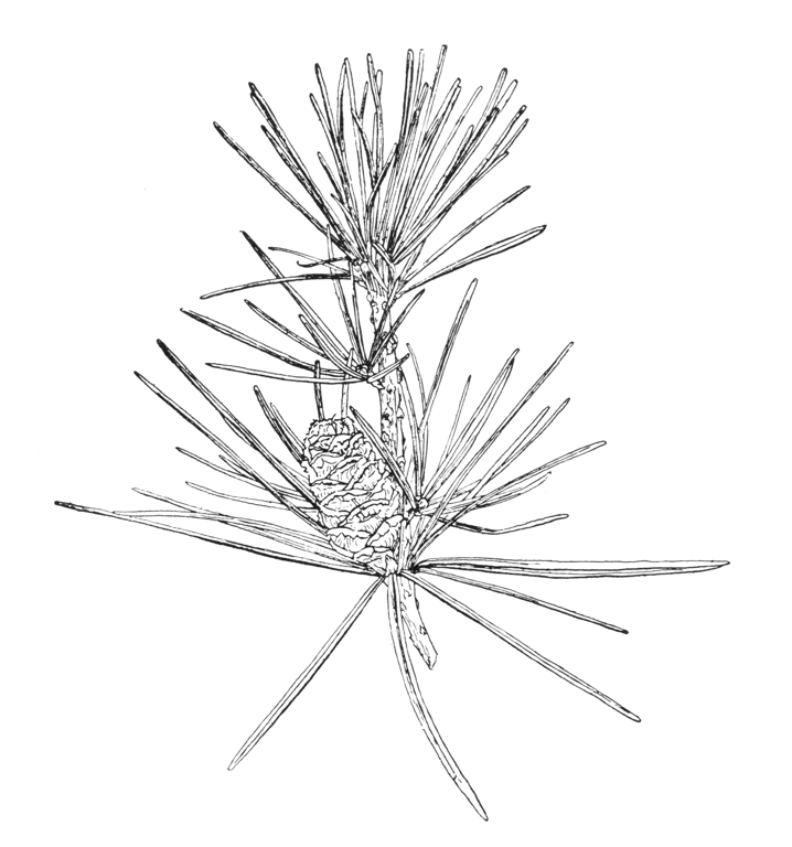 Sciadopitys verticillata