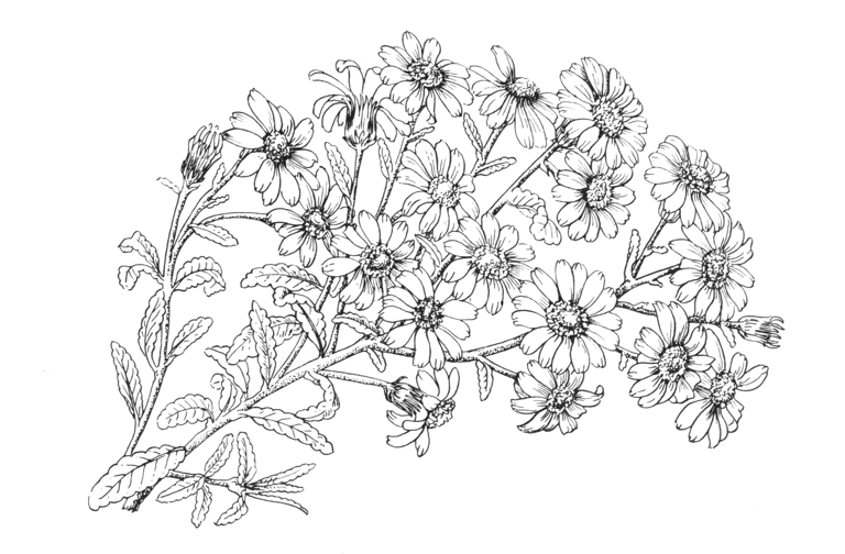 Senecio monroi