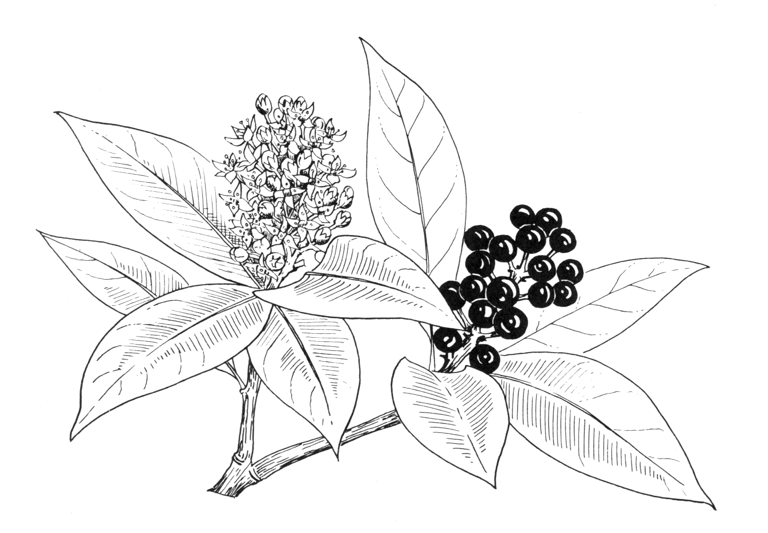 Skimmia reevesiana