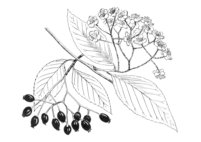 Sorbus folgneri