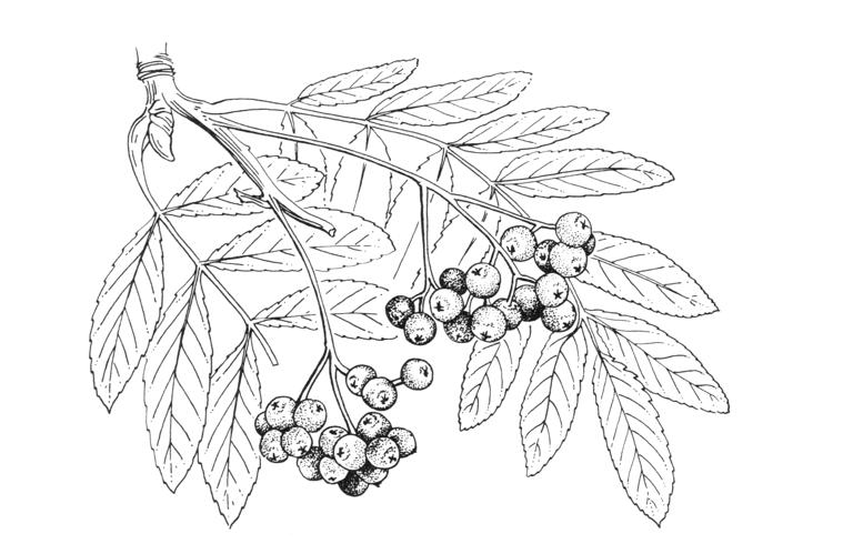 Sorbus hupehensis