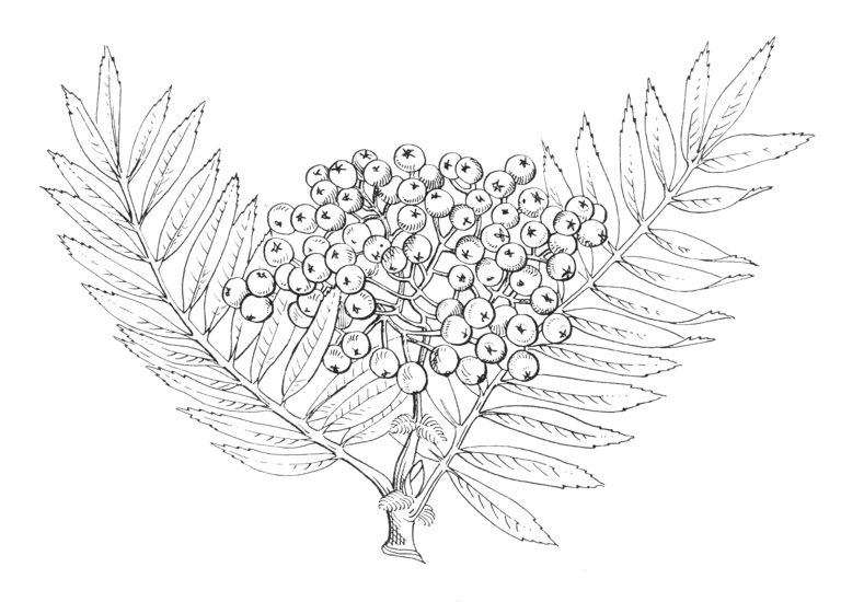 Sorbus scalaris